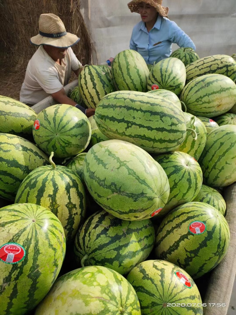 宁夏精品金欣西瓜皮薄口感甜产地直发一手货源