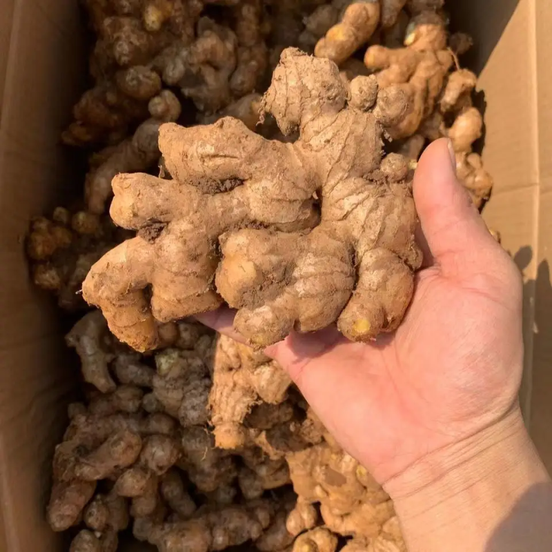 优质小黄姜产地直发一手货源全国可发货欢迎咨询