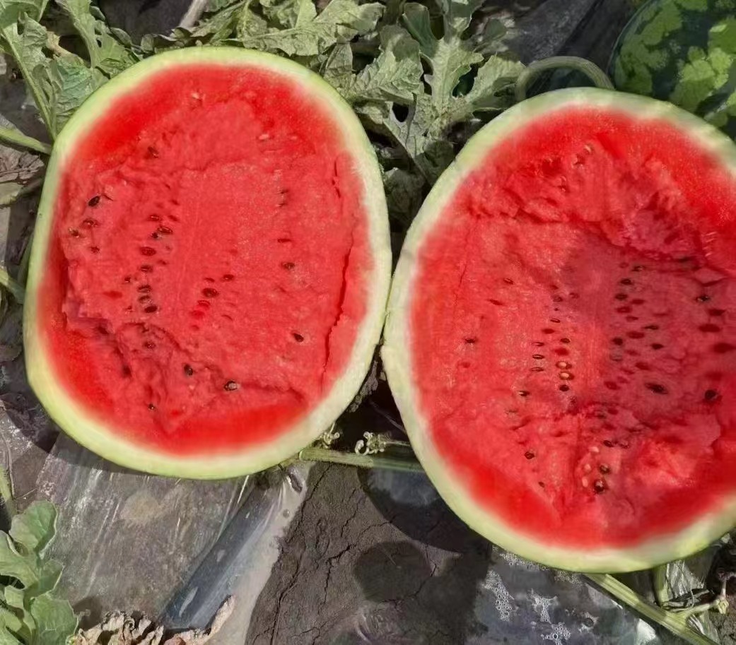 甜王西瓜特写