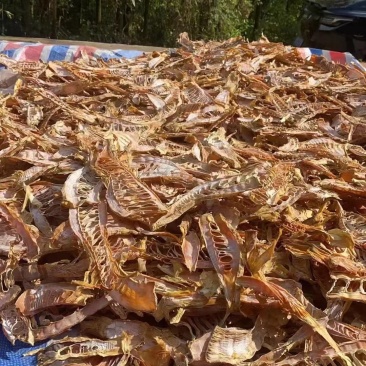 福建南平顺昌笋干干货笋尖嫩尖毛竹笋干水发笋散装批发