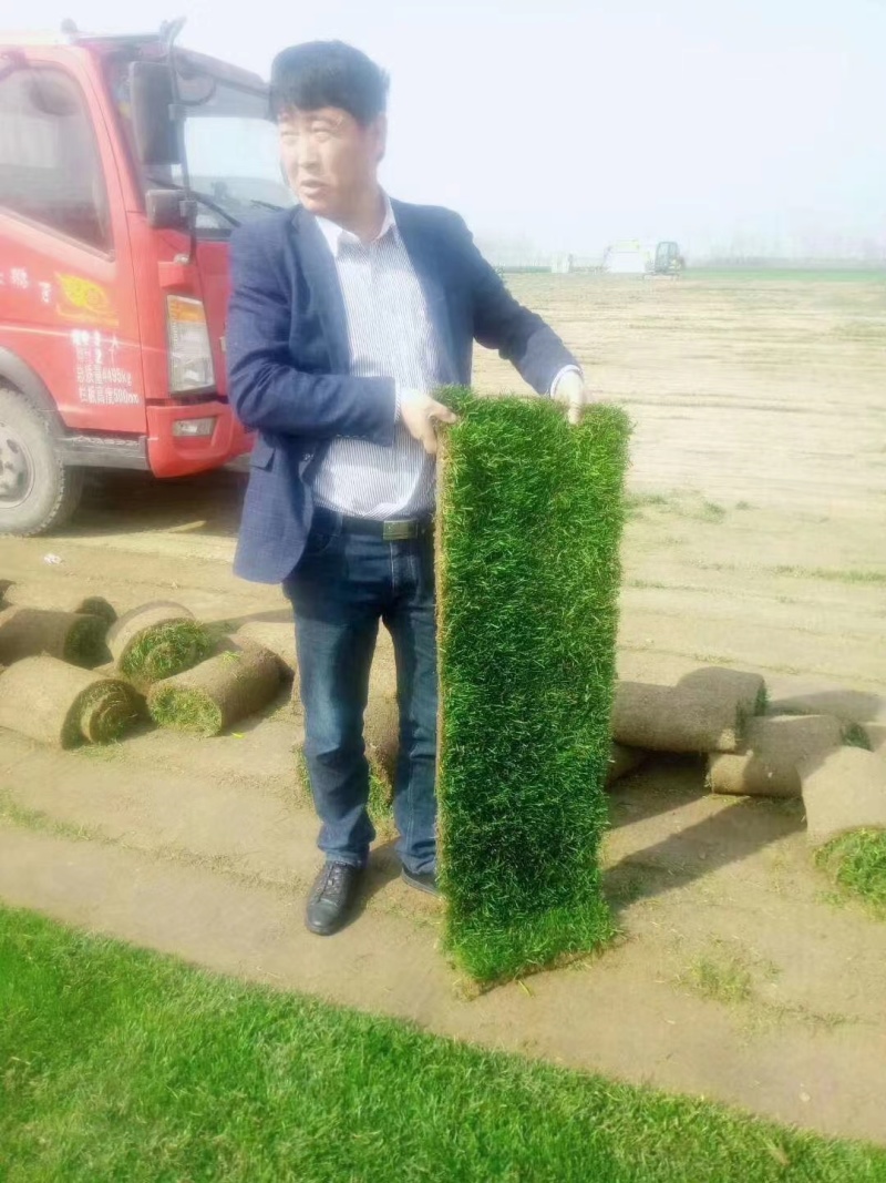早锄禾草坪草