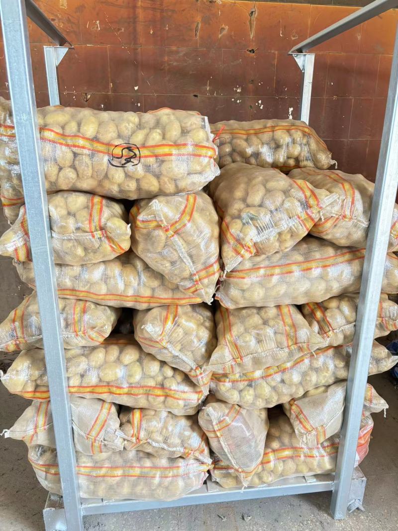 2025年新土豆荷兰十五号土豆食堂土豆长期供应