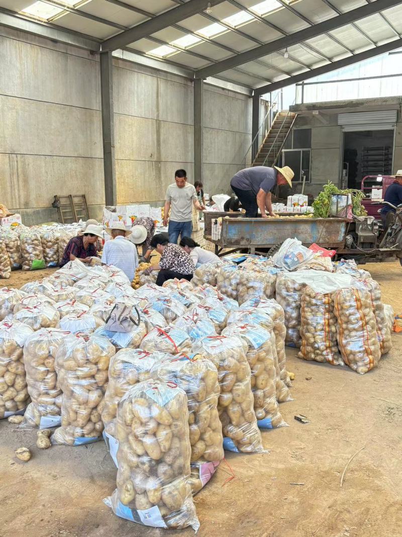 2025年新土豆荷兰十五号土豆食堂土豆长期供应