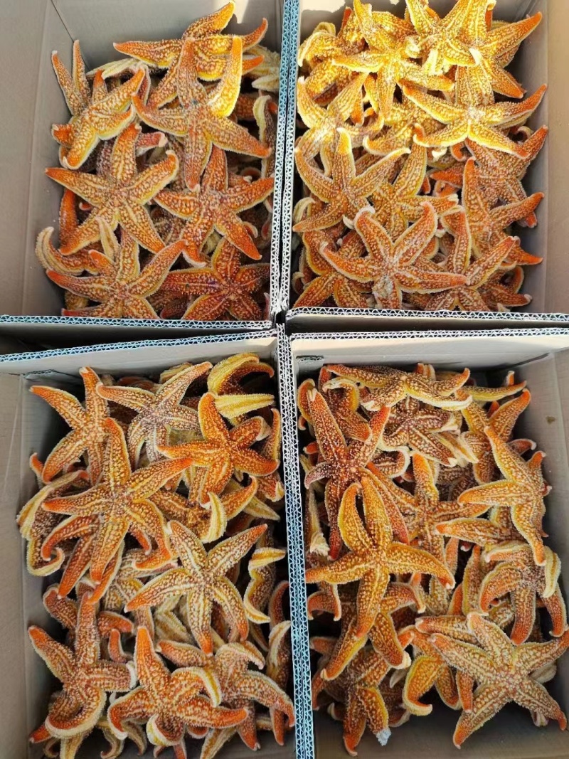 本公司常年加工海五星，精品，酒店自助用途广，全国发货，