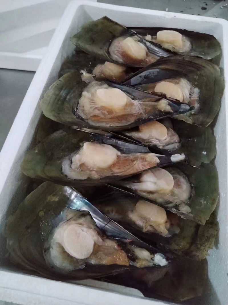 【优选】半壳江瑶贝冷链发货货发全国欢迎联系