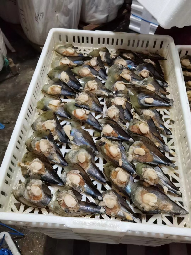 【优选】半壳江瑶贝冷链发货货发全国欢迎联系