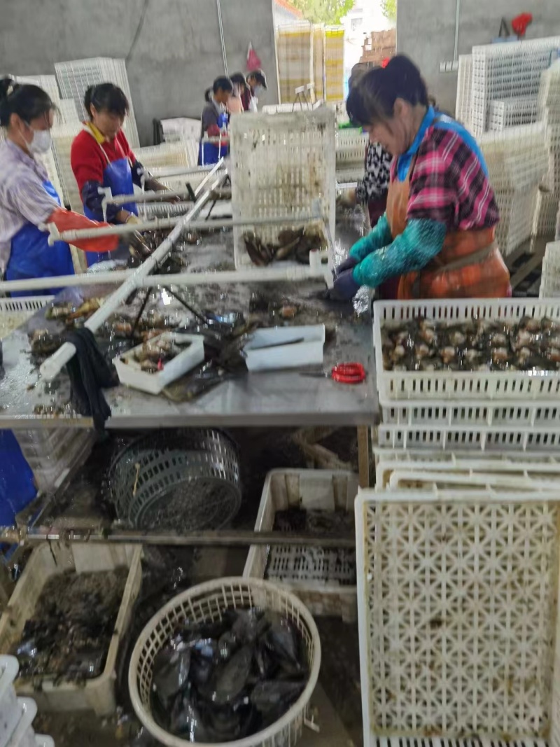 【优选】半壳江瑶贝冷链发货货发全国欢迎联系