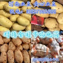 【黄心土豆】河南土豆新土豆产地批发一手货源代发