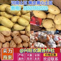 河南土豆南阳黄皮黄心土豆产地批发支持视频看货代发全国