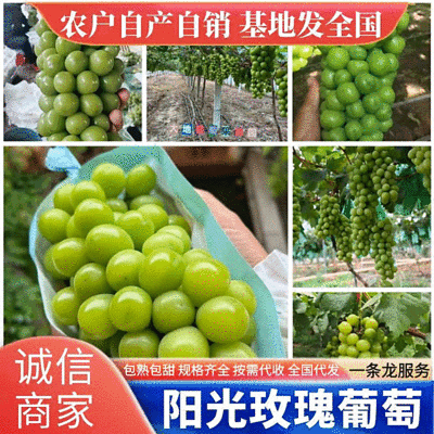 《阳光玫瑰》四川葡萄/阳光玫瑰葡萄-口感很多耐运输