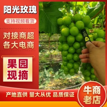 阳光玫瑰葡萄四川葡萄大量上市甜度高货源充足价格便宜