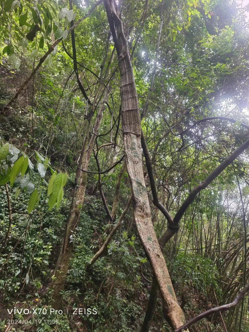 广西野生现砍扁担藤扁藤过江扁龙扁骨风腰带藤风湿跌打