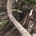 广西野生现砍扁担藤扁藤过江扁龙扁骨风腰带藤风湿跌打