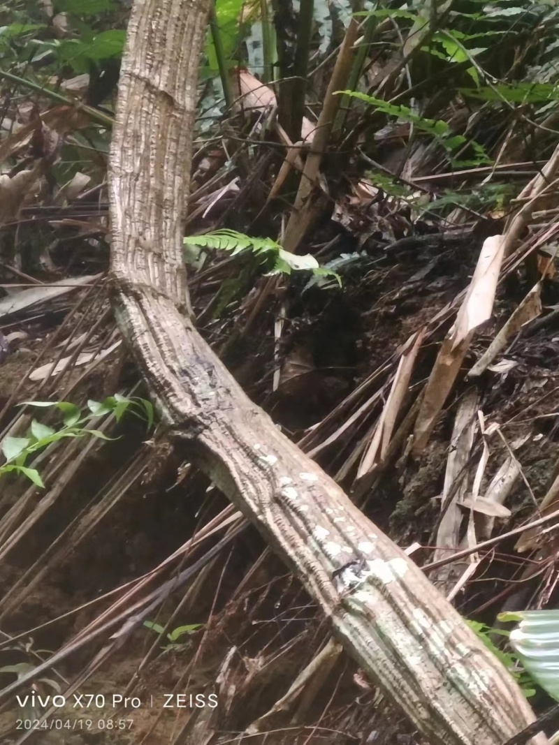 广西野生现砍扁担藤扁藤过江扁龙扁骨风腰带藤风湿跌打