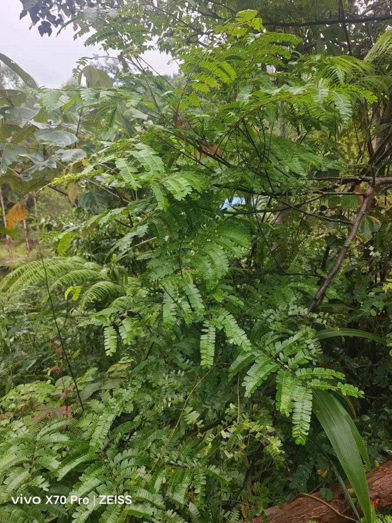 野生中药材纯根南蛇藤过山龙过山枫大南蛇穿山龙无硫干品