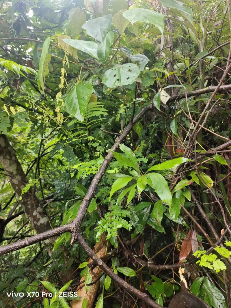 野生中药材纯根南蛇藤过山龙过山枫大南蛇穿山龙无硫干品