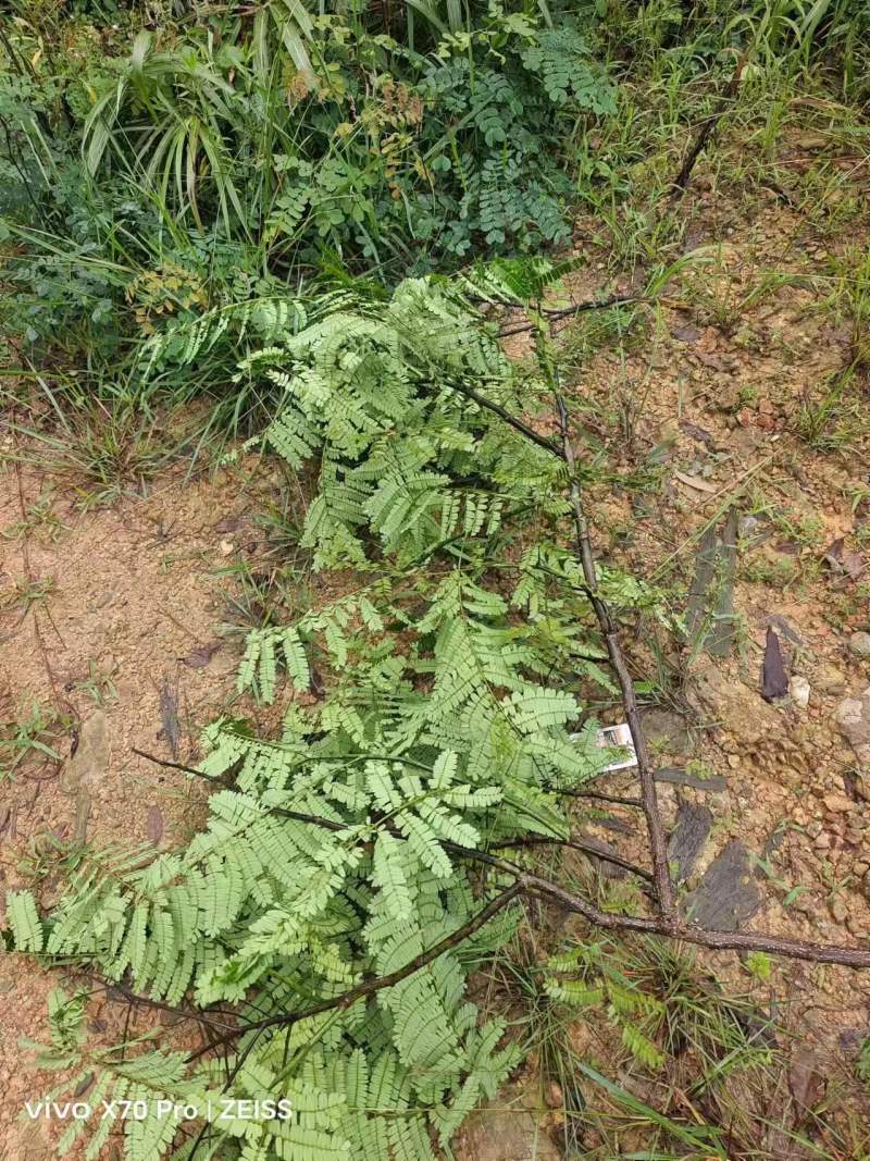 野生中药材纯根南蛇藤过山龙过山枫大南蛇穿山龙无硫干品