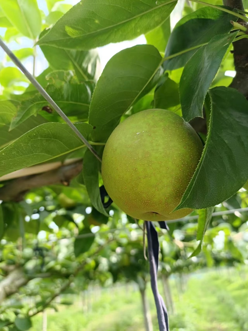 【精品】四川苍溪翠冠梨大量上市脆甜多汁可发全国