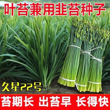 久星22号四季韭苔种子苔叶兼用韭菜苔韭耐热耐寒