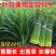 久星22号四季韭苔种子苔叶兼用韭菜苔韭耐热耐寒