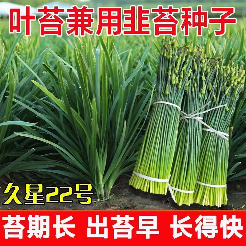 久星22号四季韭苔种子苔叶兼用韭菜苔韭耐热耐寒