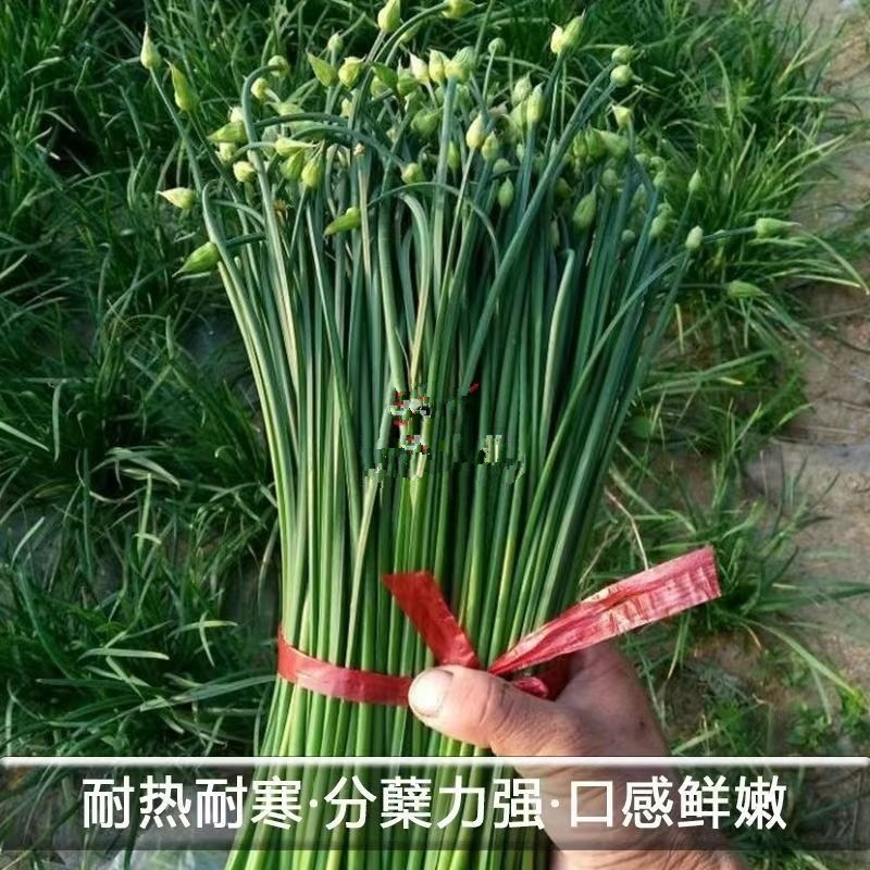 久星22号四季韭苔种子苔叶兼用韭菜苔韭耐热耐寒