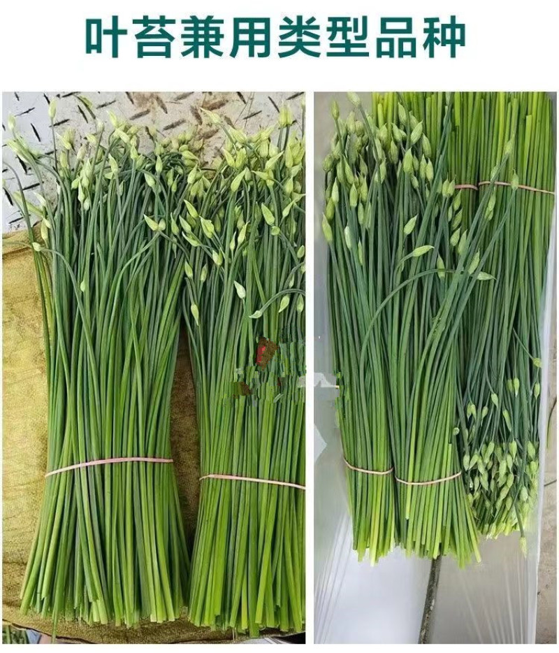 久星22号四季韭苔种子苔叶兼用韭菜苔韭耐热耐寒