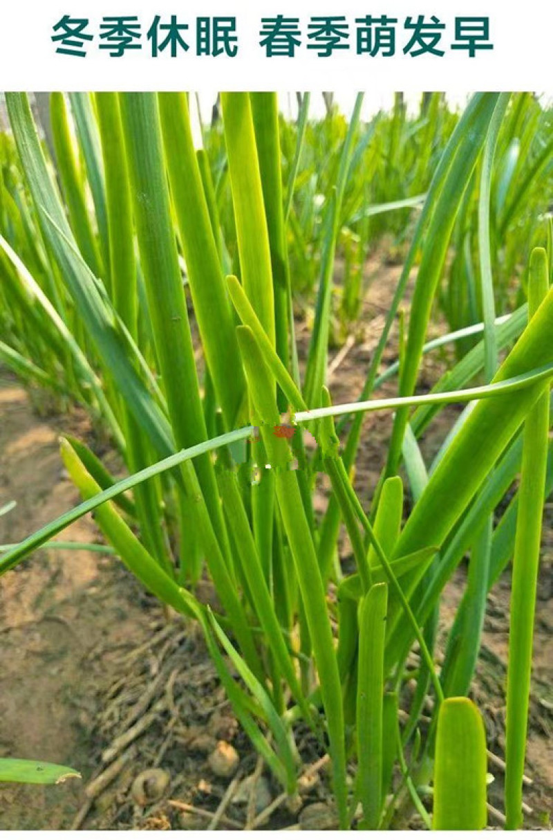 久星22号四季韭苔种子苔叶兼用韭菜苔韭耐热耐寒