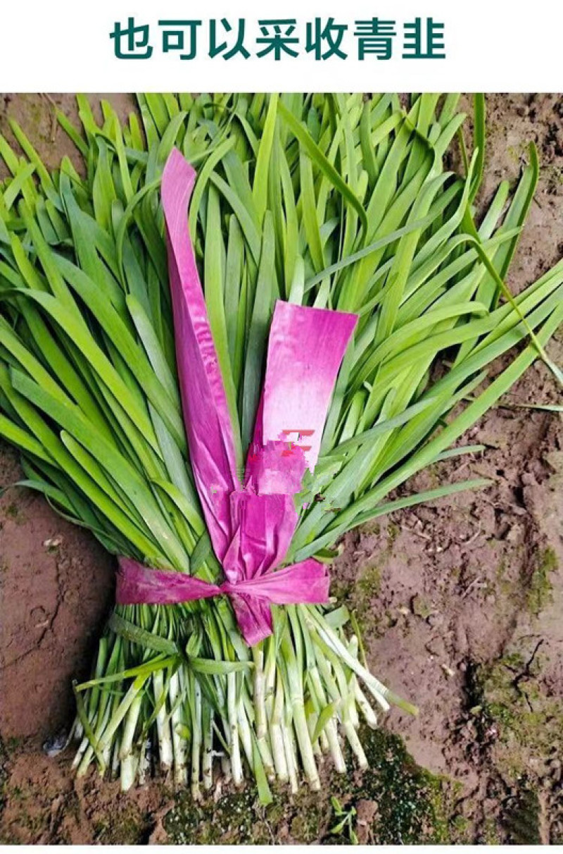 久星22号四季韭苔种子苔叶兼用韭菜苔韭耐热耐寒