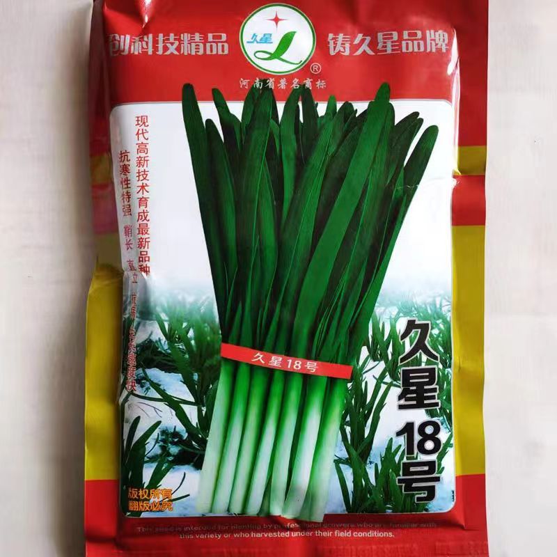 久星18号韭菜种子直立鞘长抗病抗寒抗倒伏宽大肥厚
