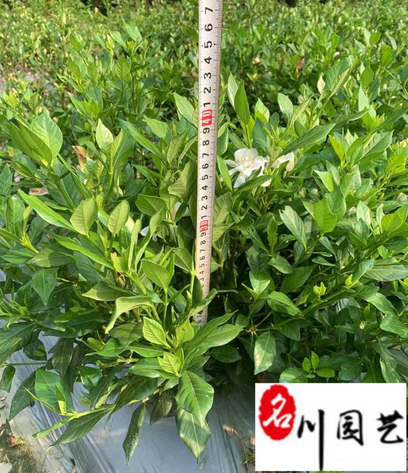 四季栀子苗圃基地直销花期长现挖现卖苗圃基地直销