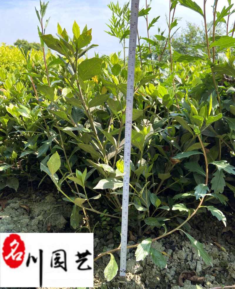 四季栀子苗圃基地直销花期长现挖现卖苗圃基地直销
