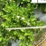 四季栀子苗圃基地直销花期长现挖现卖苗圃基地直销