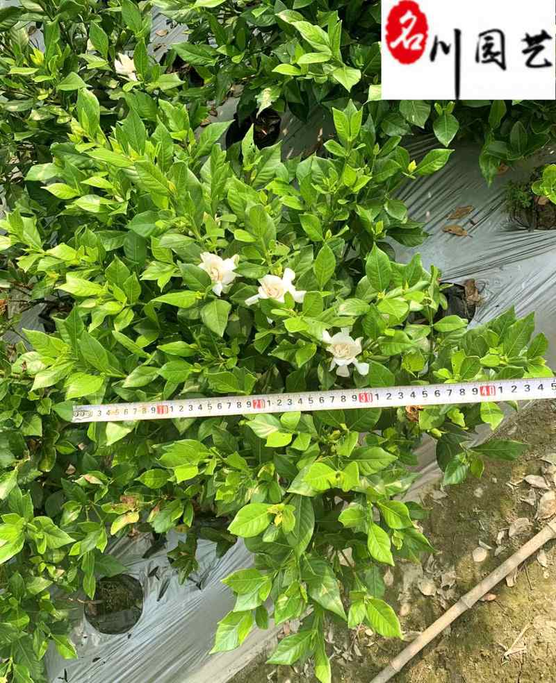 四季栀子苗圃基地直销花期长现挖现卖苗圃基地直销