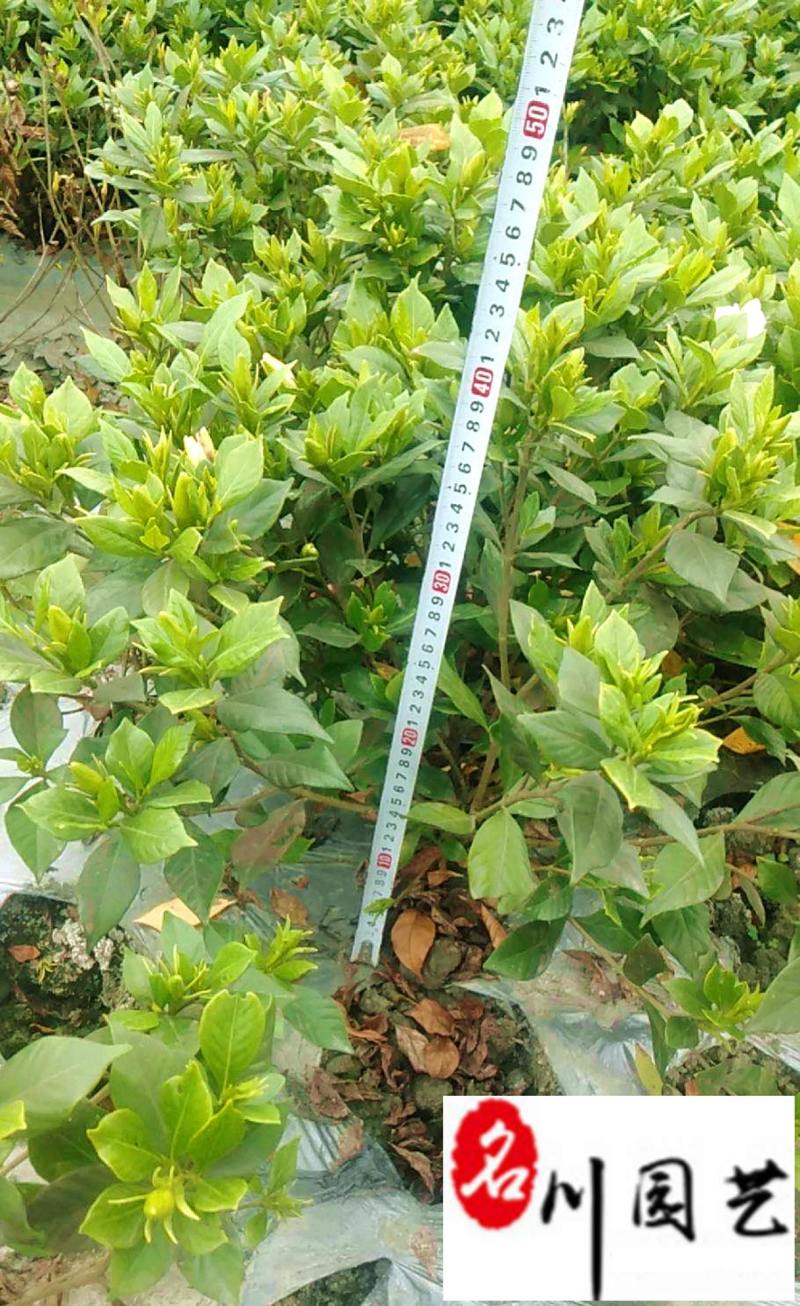 四季栀子苗圃基地直销花期长现挖现卖苗圃基地直销