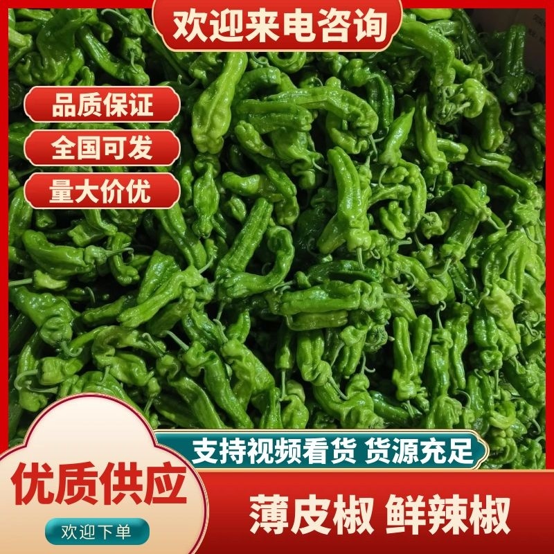 新鲜薄皮椒，大棚种植新苗上市，货量充足，欢迎下单抢购。
