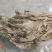 精品梅菜干，可视频看货大量供应长期稳定供货量大从优