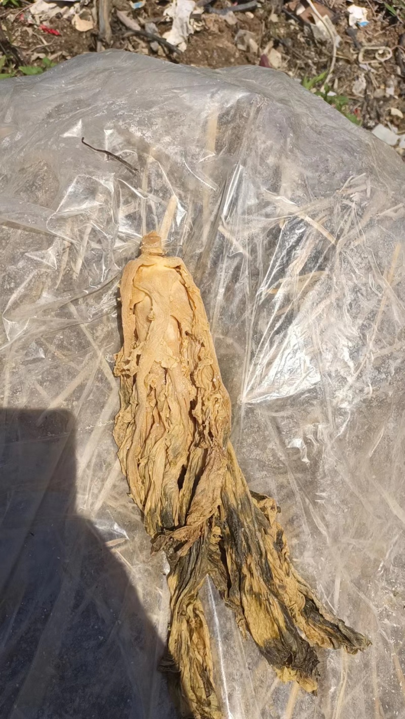 精品梅菜干，可视频看货大量供应长期稳定供货量大从优