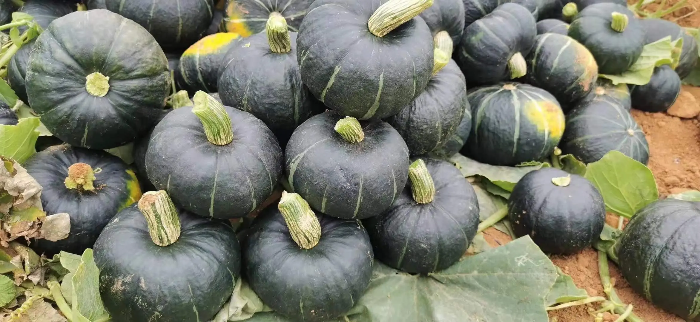 贝贝南瓜在阳光下放置的储存场景