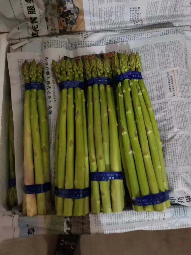 翡翠明珠一代杂交芦笋种子质量保障发芽率高产量高抵抗病虫害