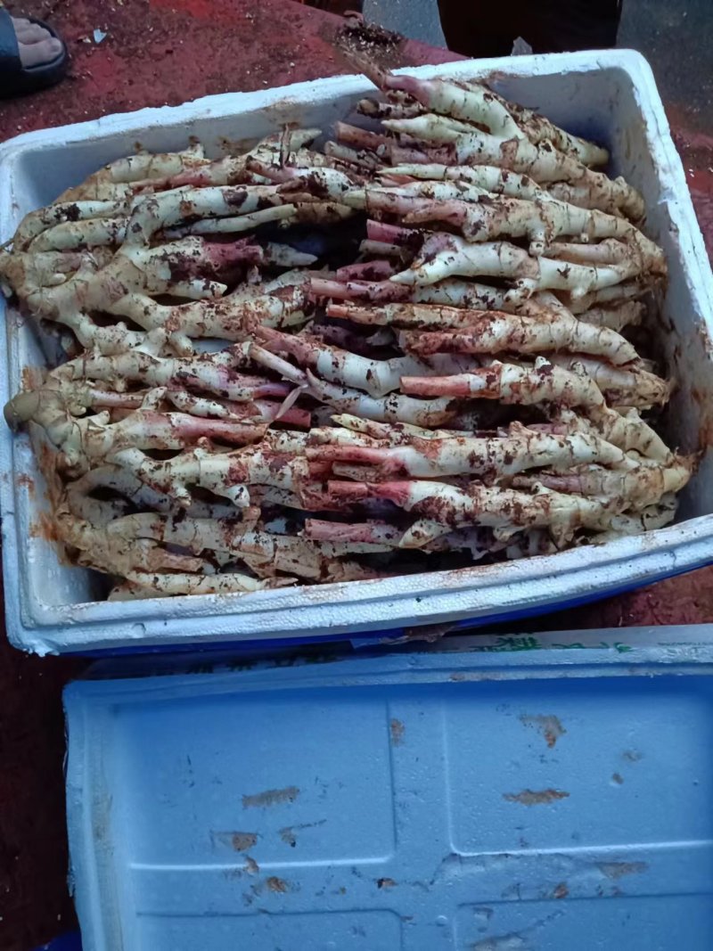 成都精品板姜，价格真实，可视频看货选货，规格齐全货量大