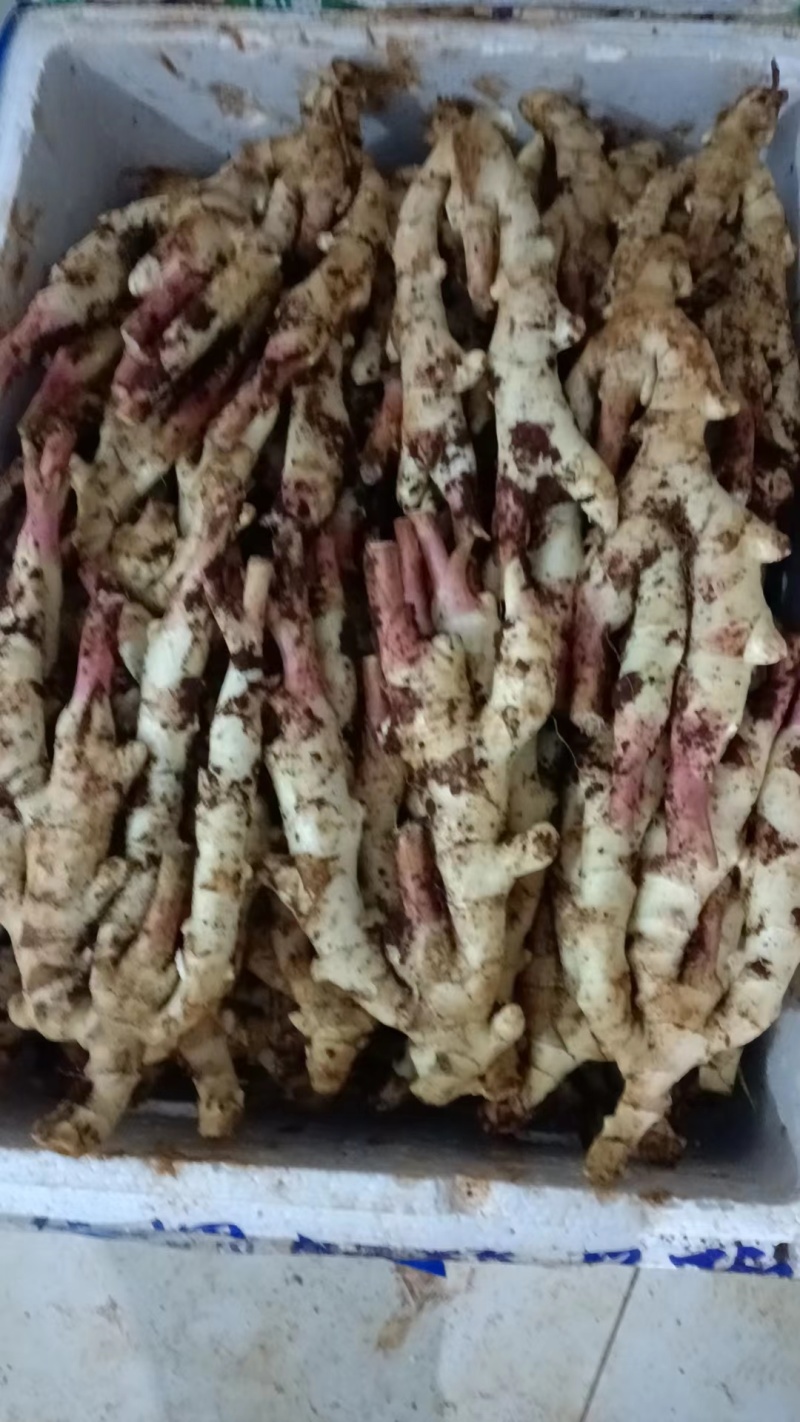 成都精品板姜，价格真实，可视频看货选货，规格齐全货量大