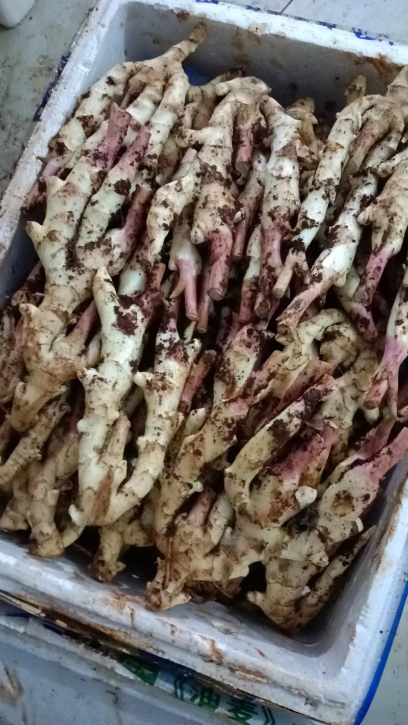 成都精品板姜，价格真实，可视频看货选货，规格齐全货量大