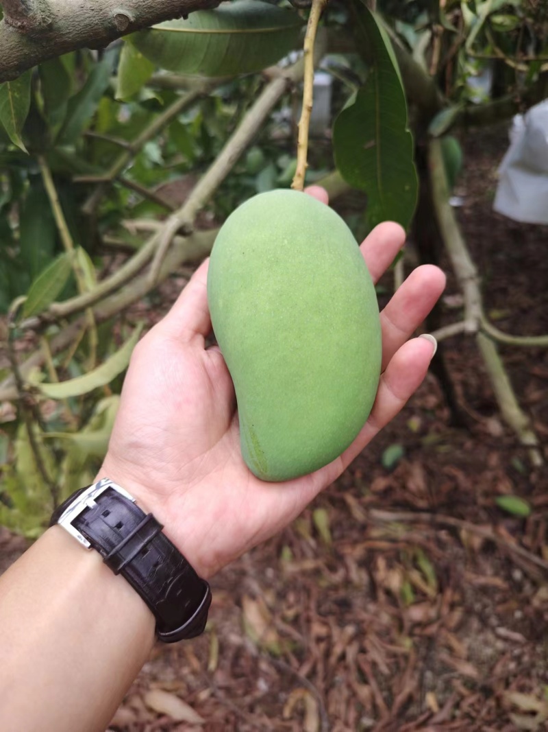 云南小台芒大量供应保质保量供应电商市场