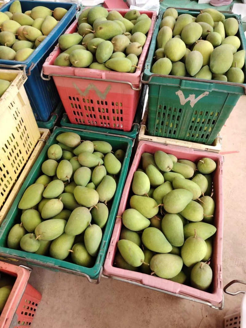 云南小台芒大量供应保质保量供应电商市场