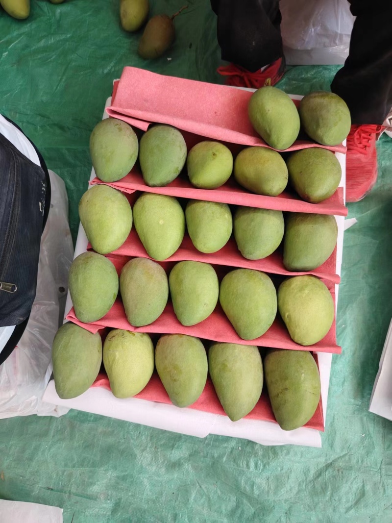云南小台芒大量供应保质保量供应电商市场