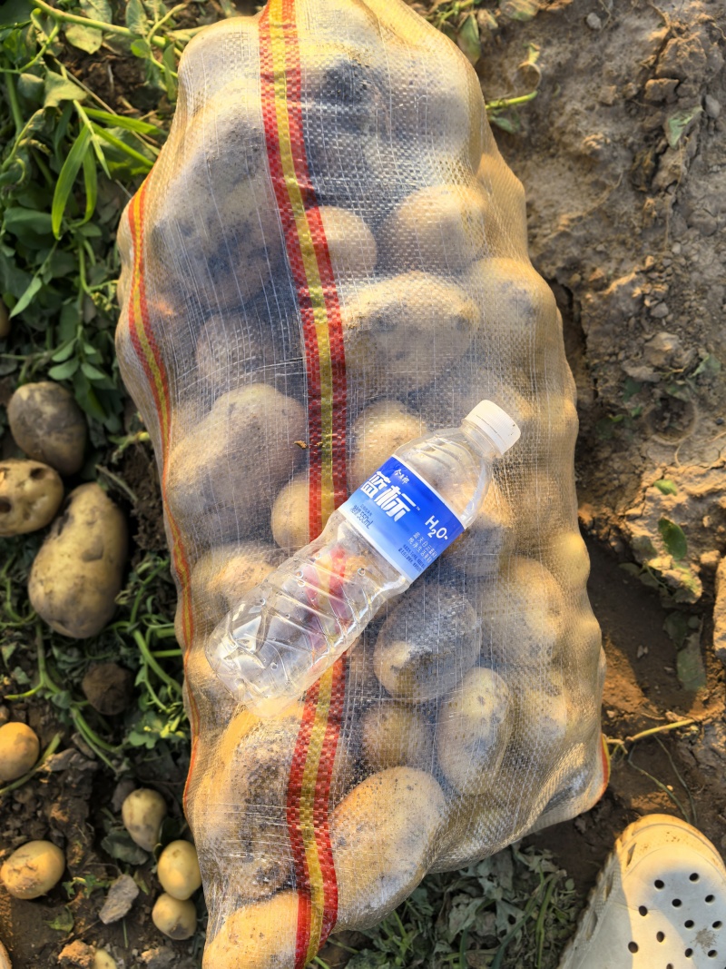 【推荐】沃土土豆，产地直发，大量有货欢迎各位老板咨询采购