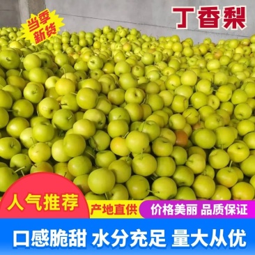 【一手货源】丁香梨脆甜多汁，支持视频看货，基地直销