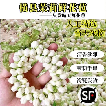 茉莉花鲜花苞现摘可食用花朵手串窨茶纯露原料广西横县新鲜茉
