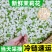 茉莉花鲜花苞现摘可食用花朵手串窨茶纯露原料广西横县新鲜茉